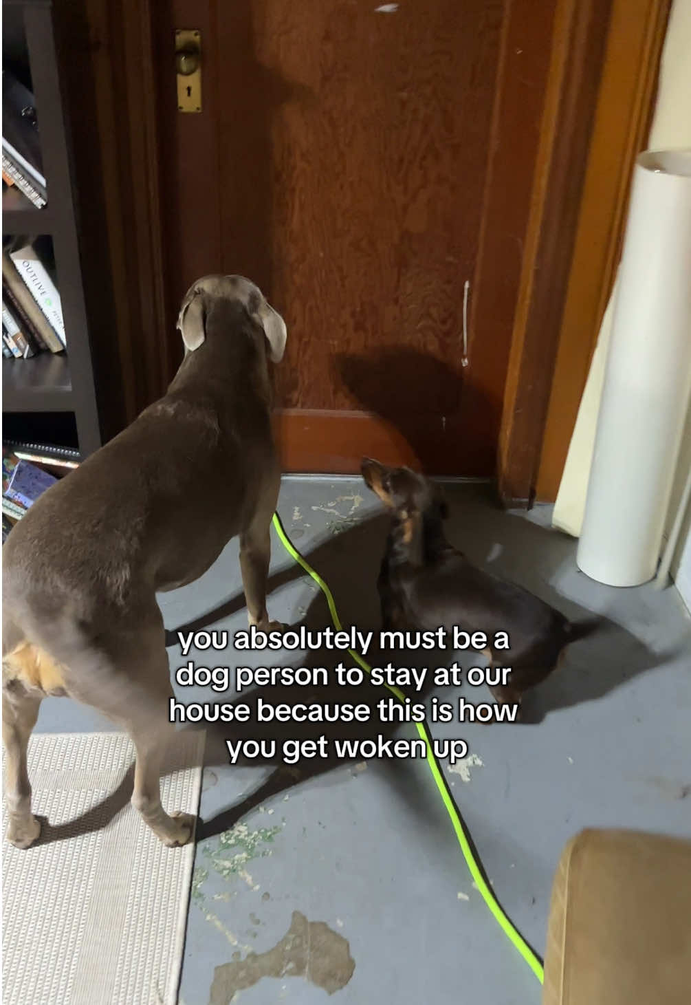 @rhubarb the doggo
