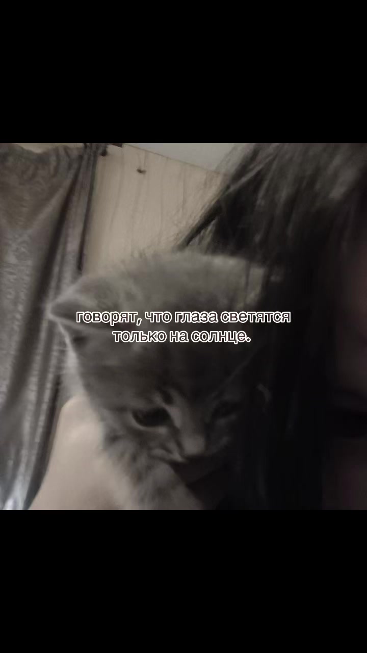 @варкис🐾