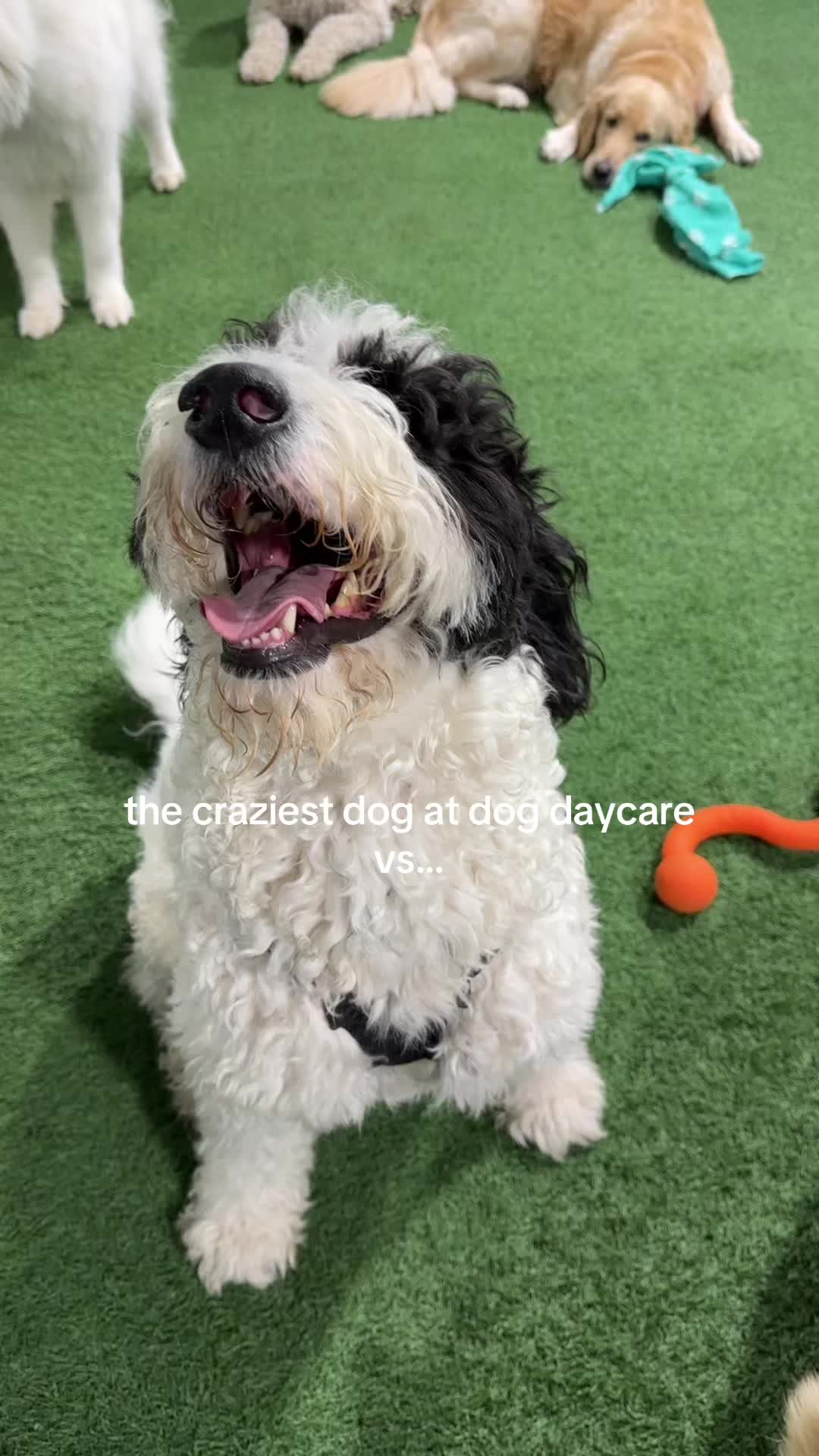 @Camp Canine Toronto