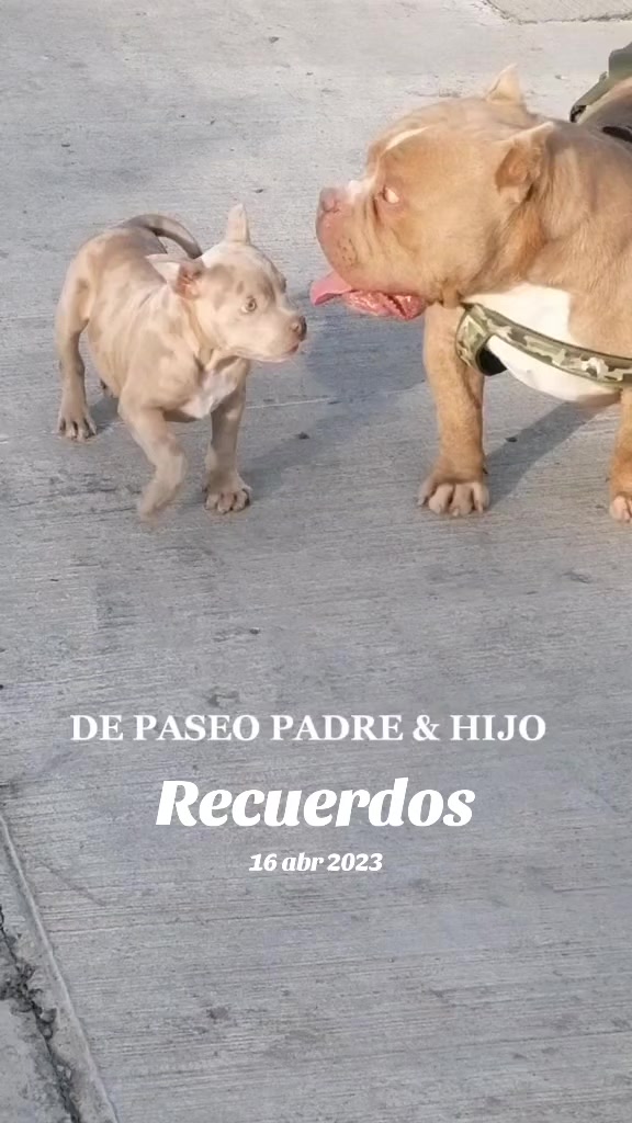 @Kratos kennel