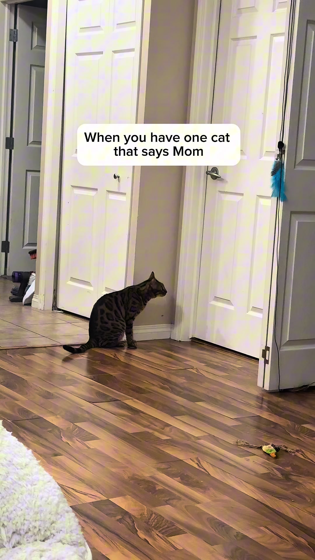 @Three Nawty Cats