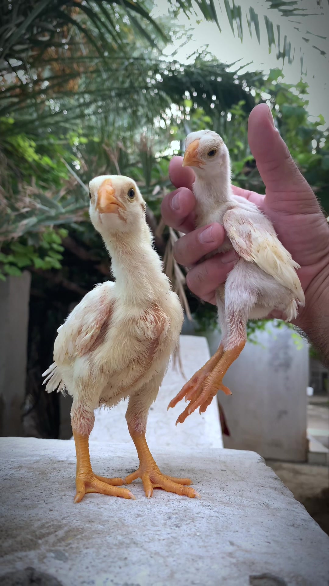 @Birds_Goat
