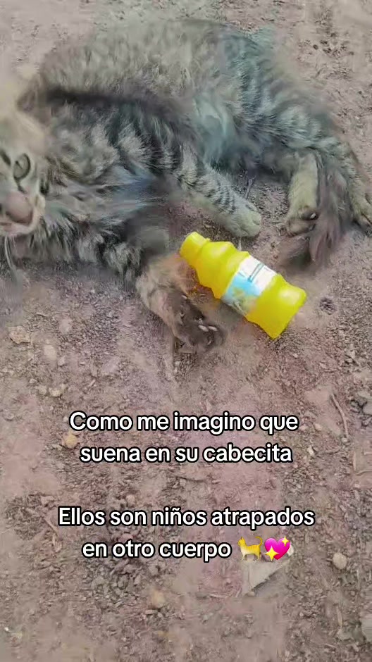 @Dulce Guardado 🦋