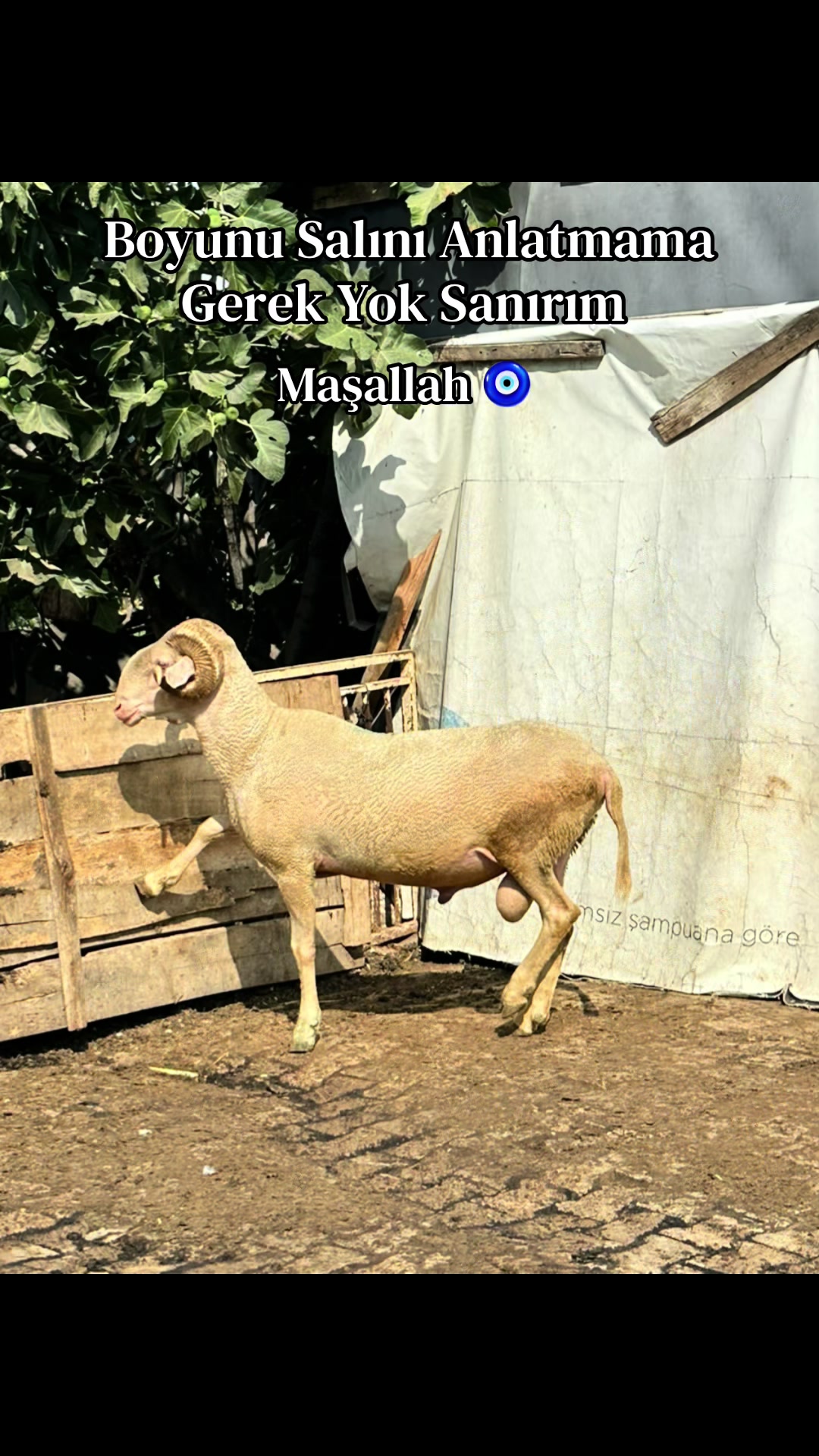 @Halil Çakmak