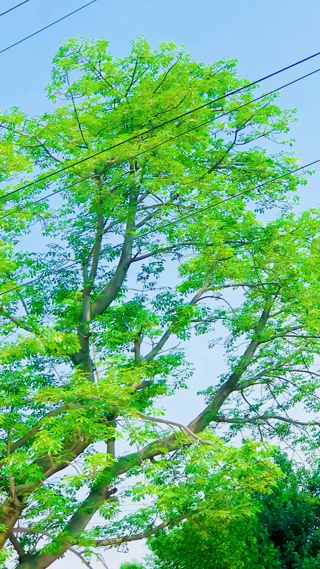 @👑 𝐍 丨 𝒶 𝐳 丨👑 ممکزائ