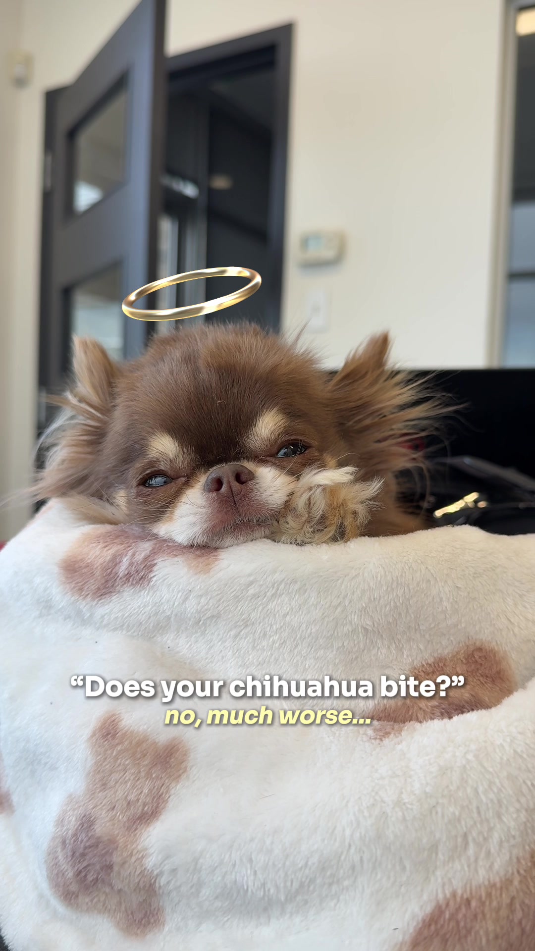 @Lou the Chichi