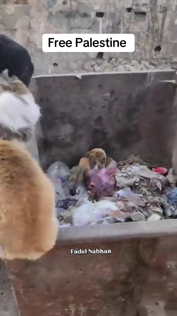 @Gaza Animal Rescue