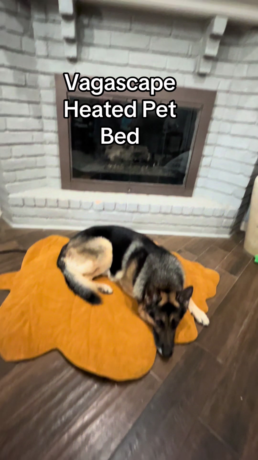 @Walter The German Shepherd