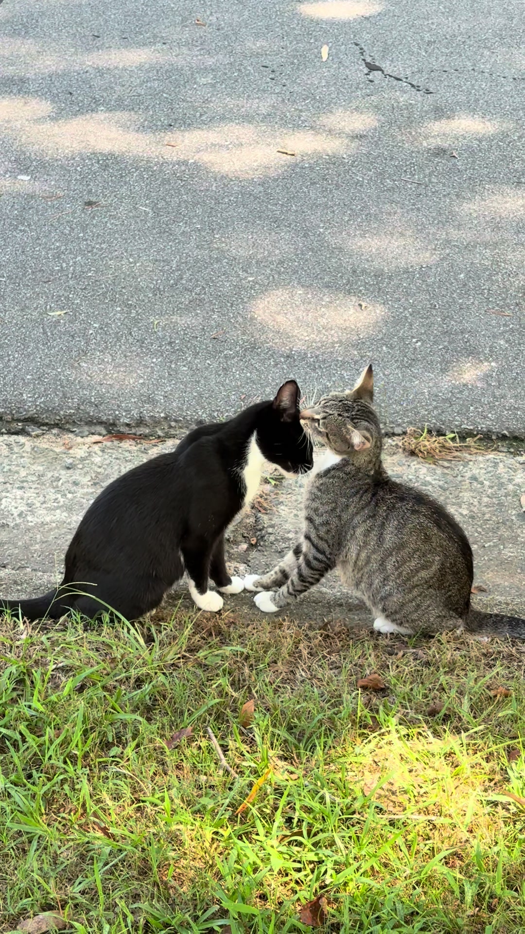 @Tay’s Feral Felines