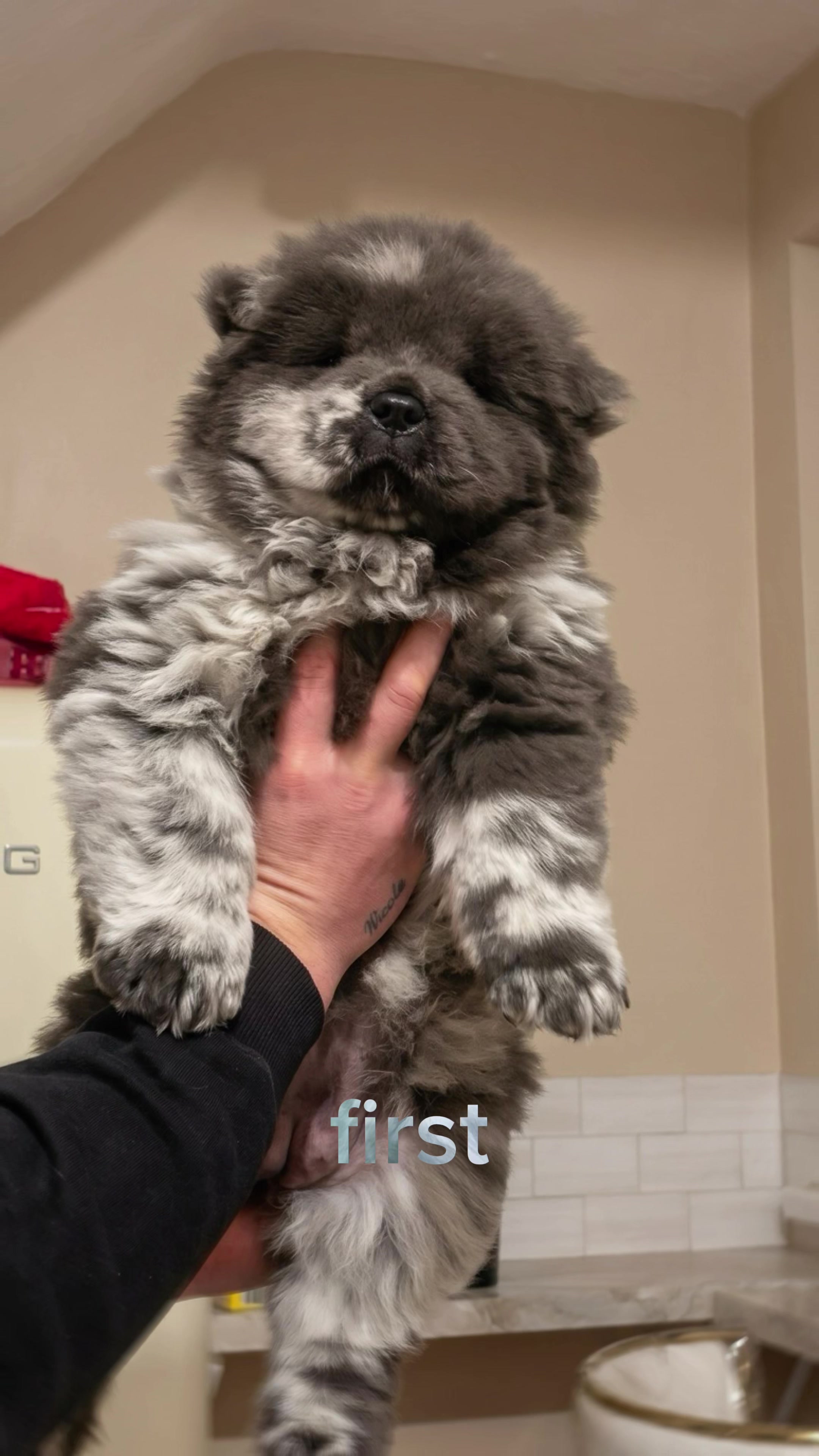 @The Canine Studio
