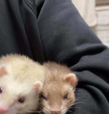 @Little star ferrets