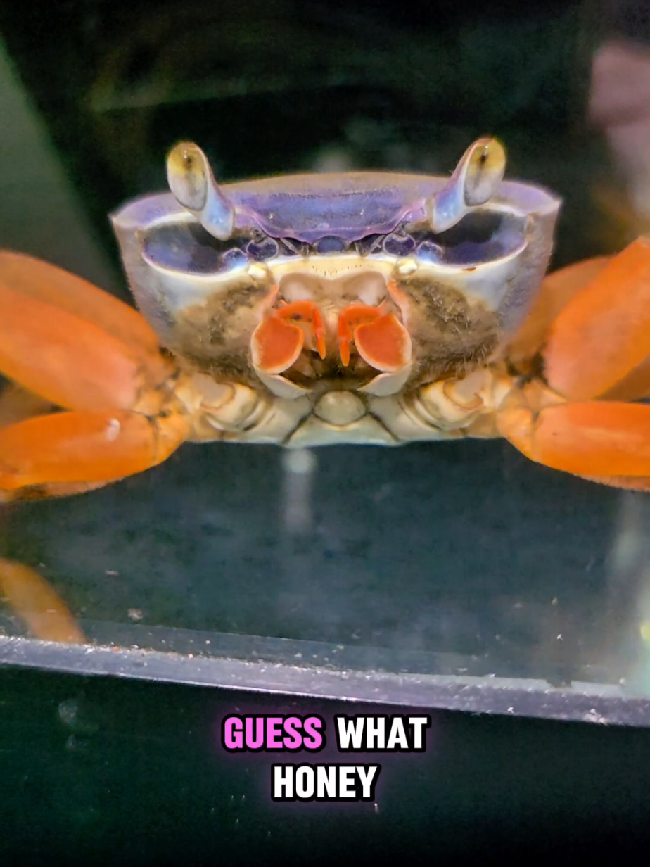 @Howie The Crab