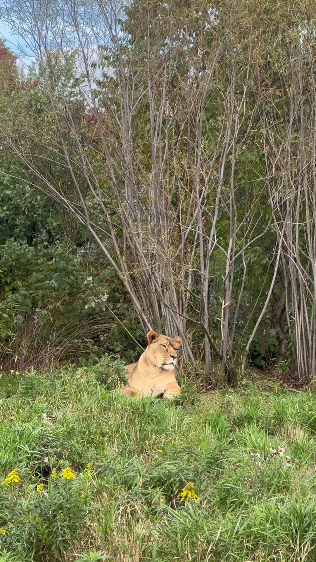 @The Wildcat Sanctuary