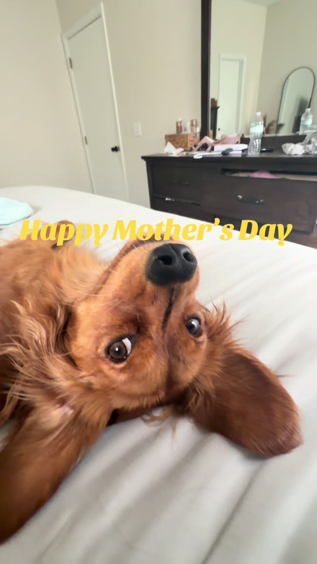 @Sage | Mini Golden Retriever