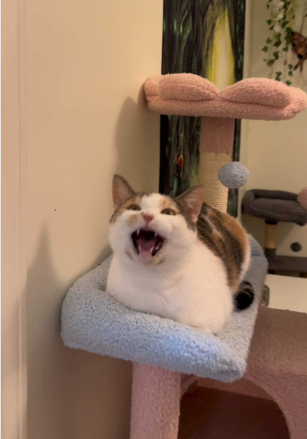 @Tali & Cats