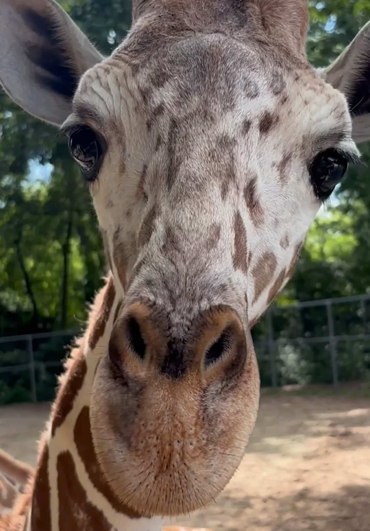 @memphiszoo