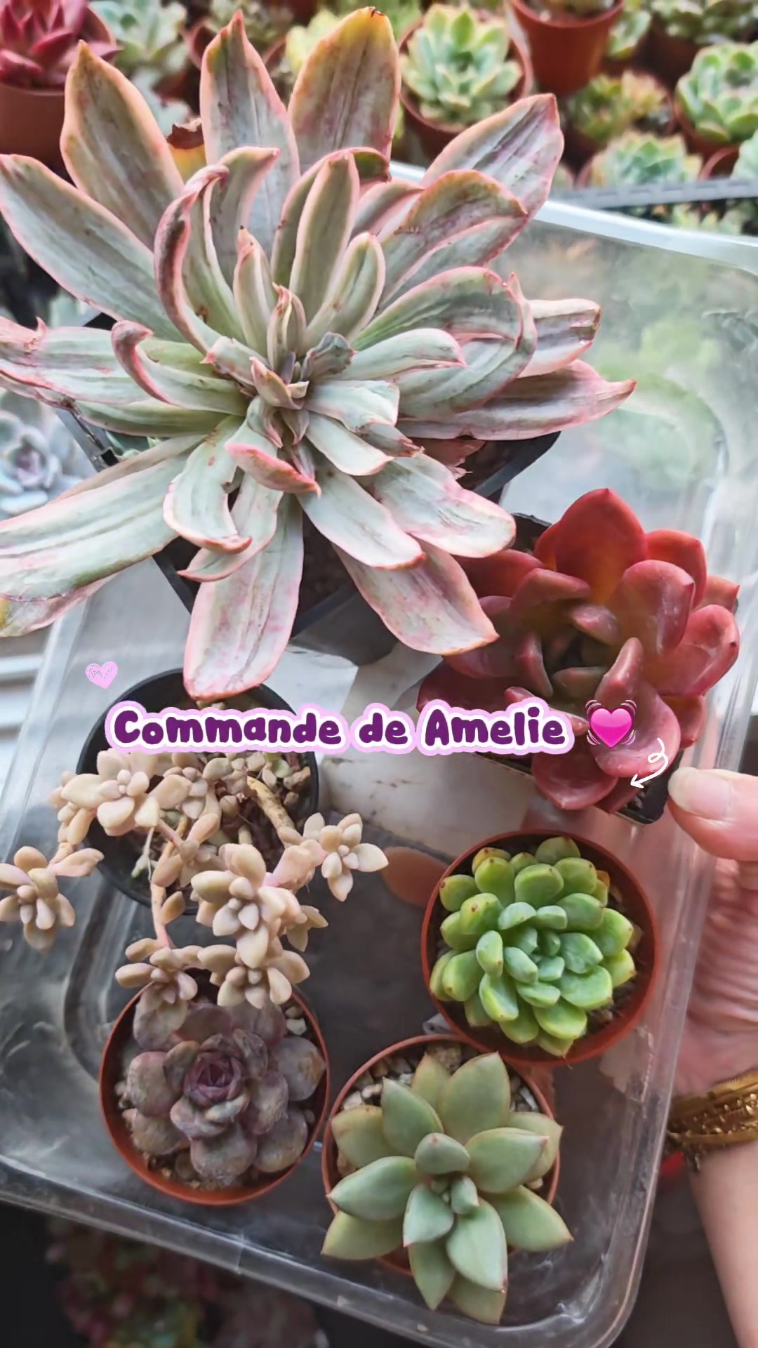 @il était Une Succulente