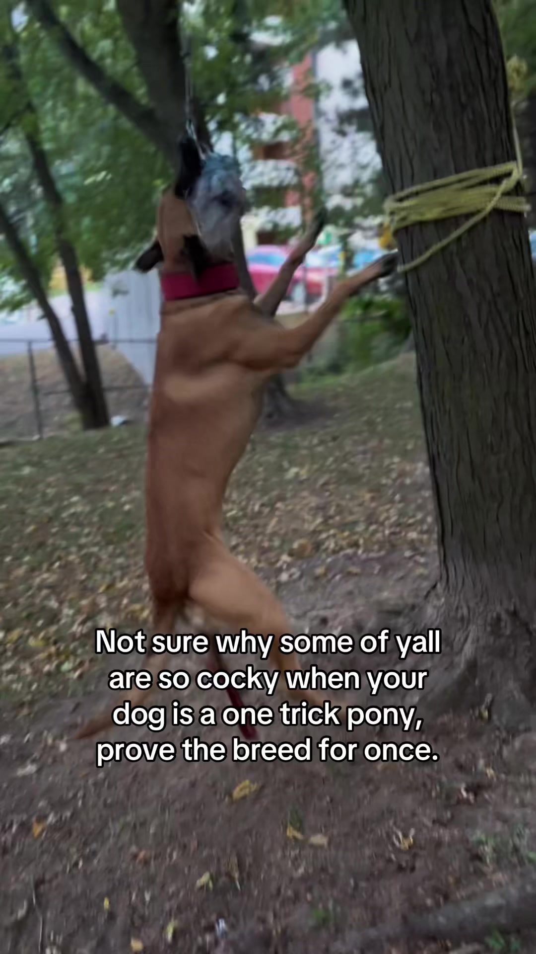 @Dk9