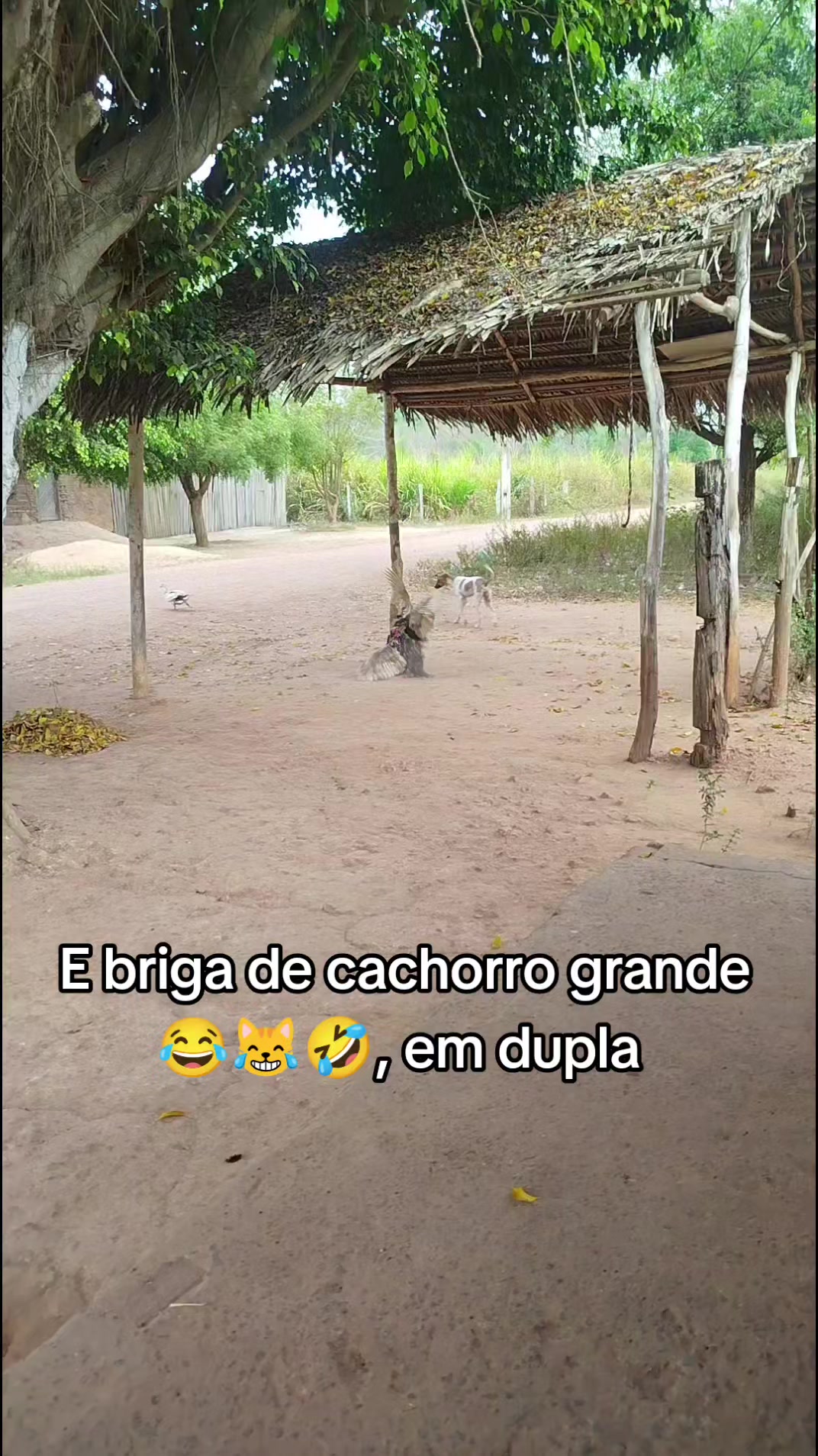 @Mauricelia Sousa 🌻💟