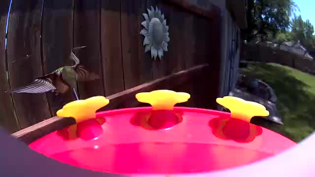 @Crazy Bird Lady