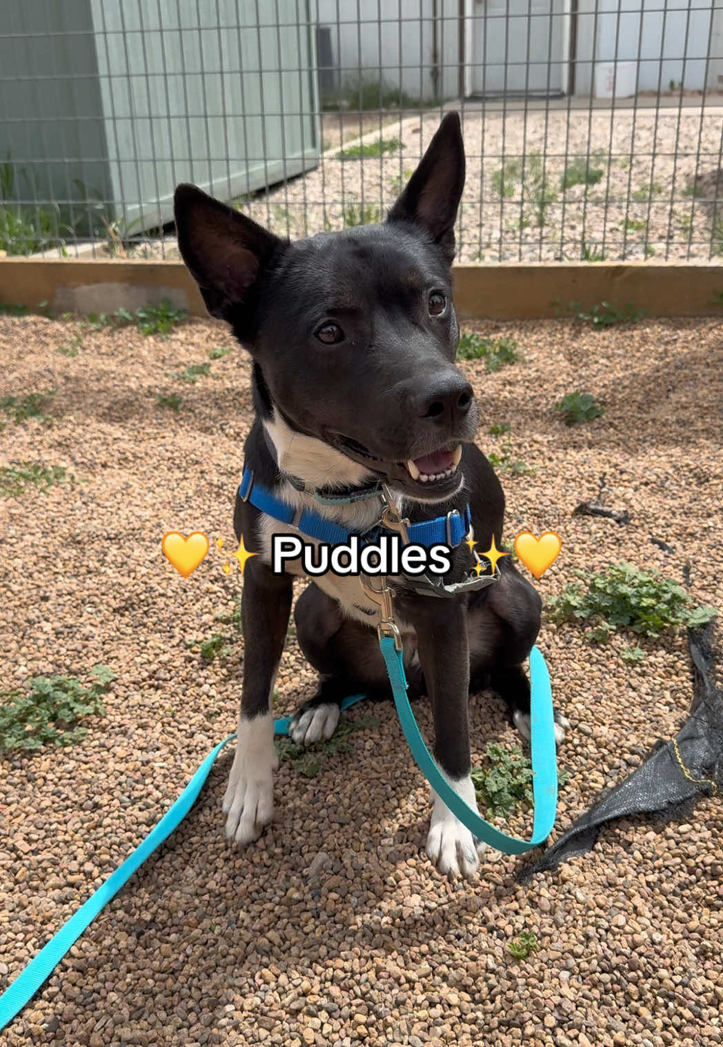 @Animal Friends Alliance