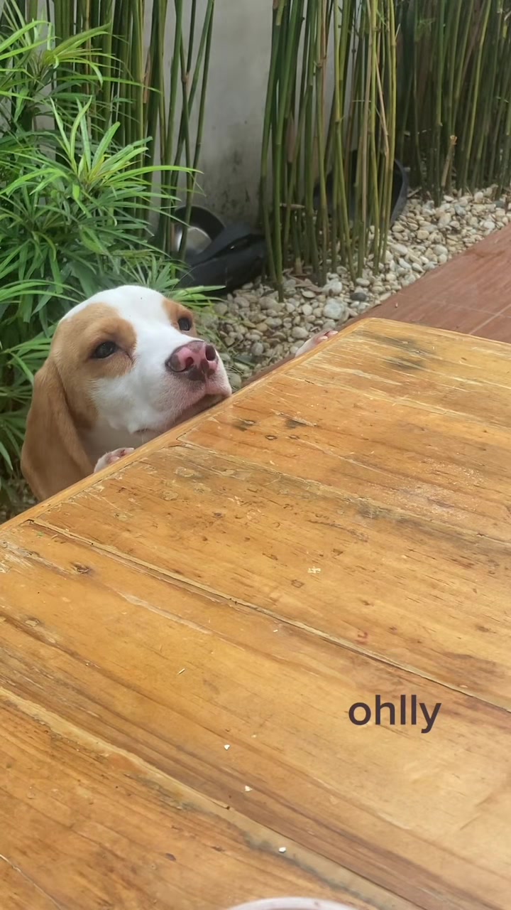 @Ohlly