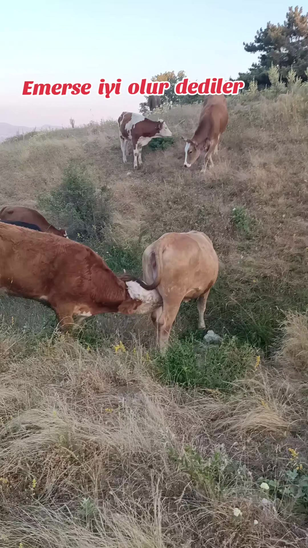 @Ali Özok