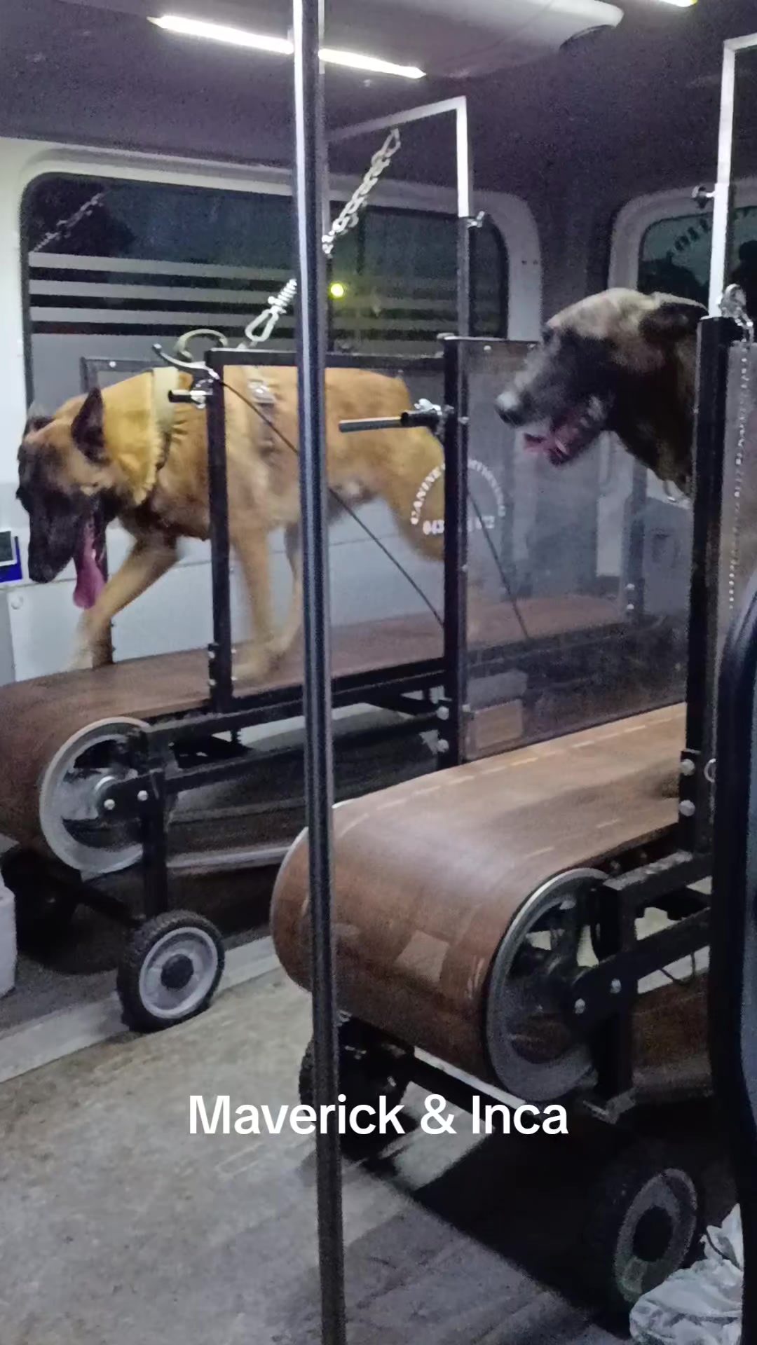 @Canine Conditioning