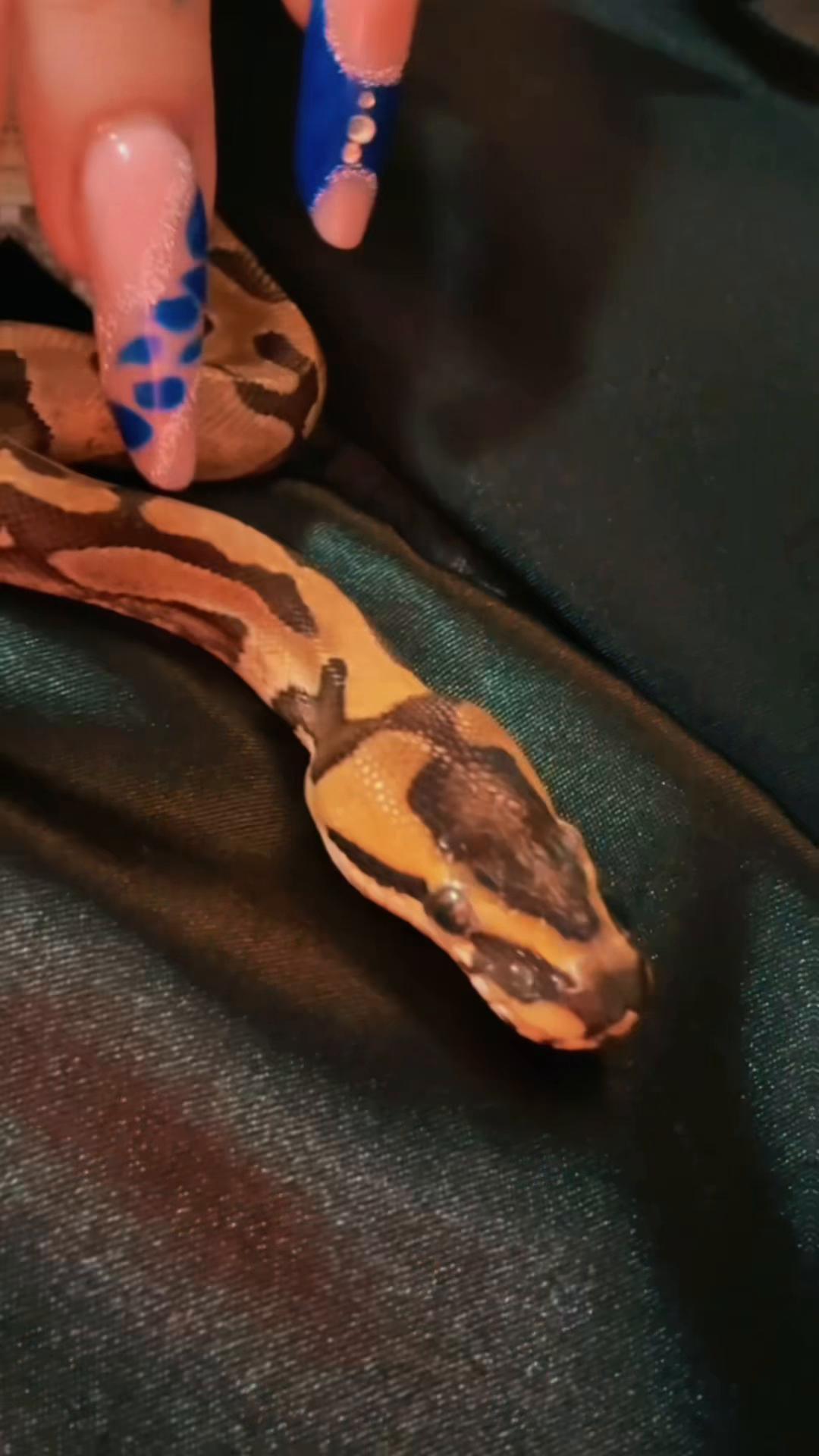 @🖤la serpe🐍