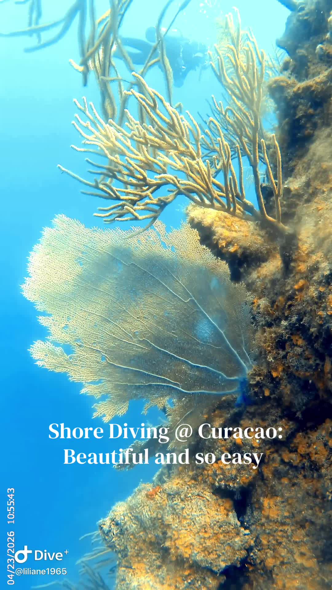@Divestories Curacao    +Follow