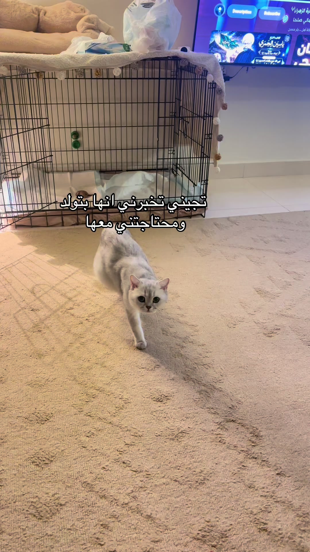 @الديموزيل ✨