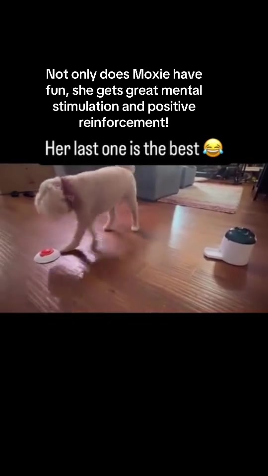 @Adventureswithmoxie