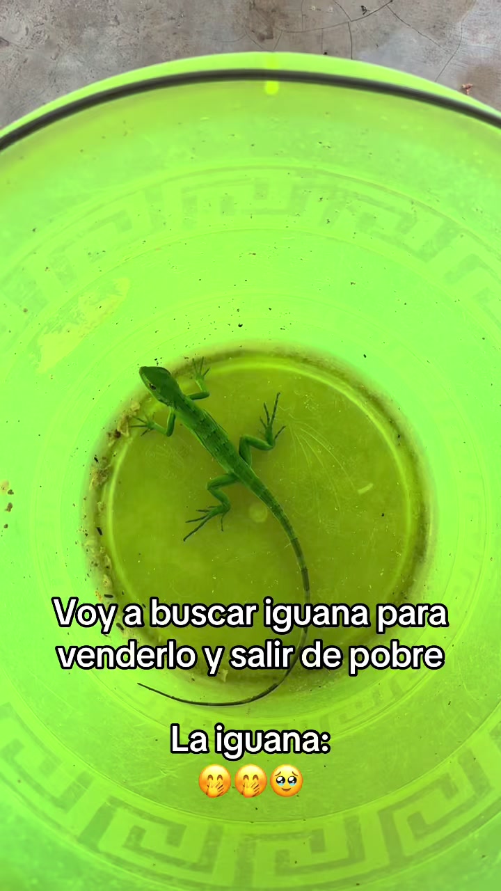 @nazly