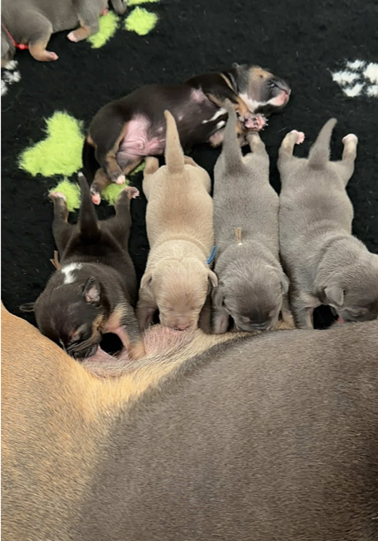 @TopQualityBullyKennel