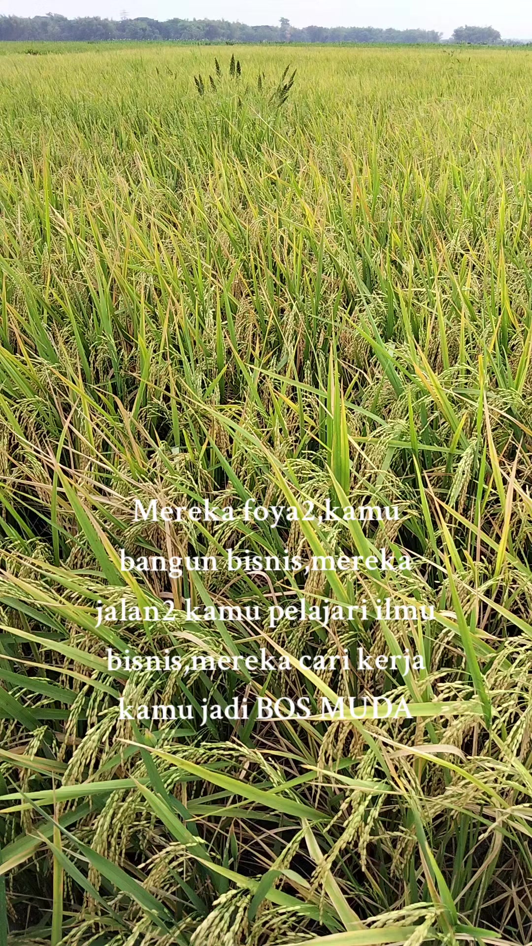 @R.RESTU