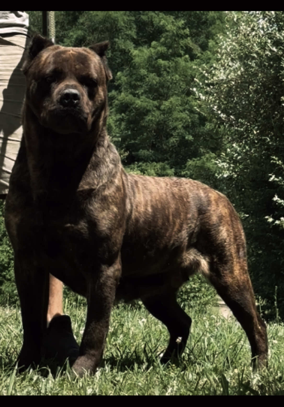 @americana_kennels