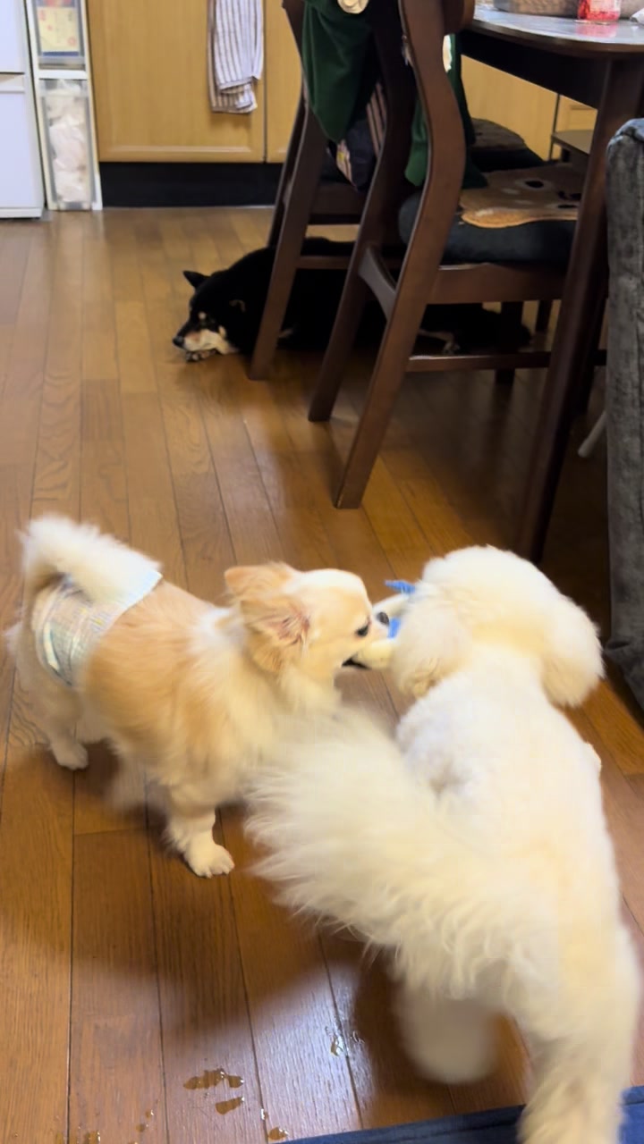 @まろたん🐕