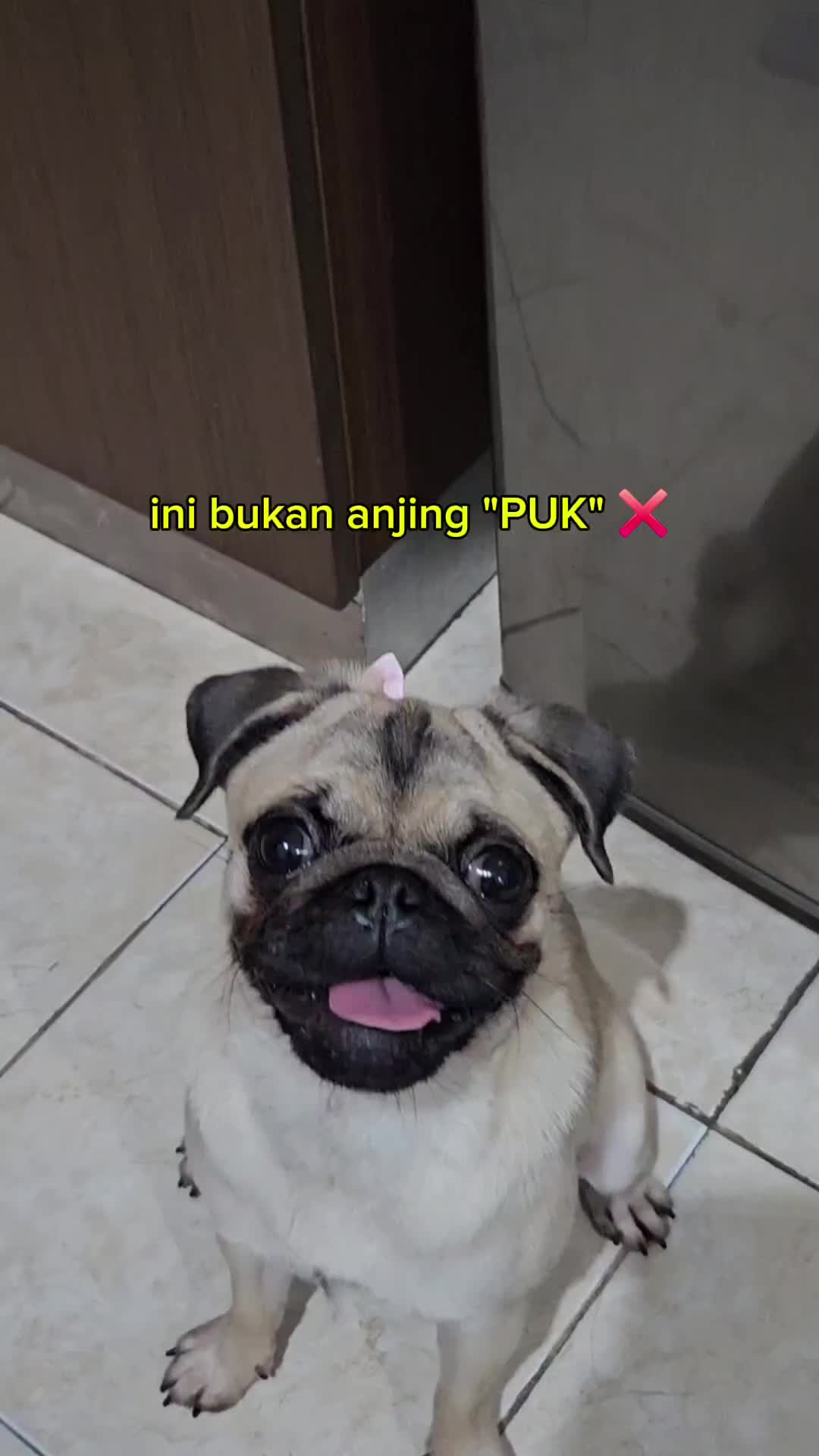 @Miso The Pug | Eat&Travel 🐾