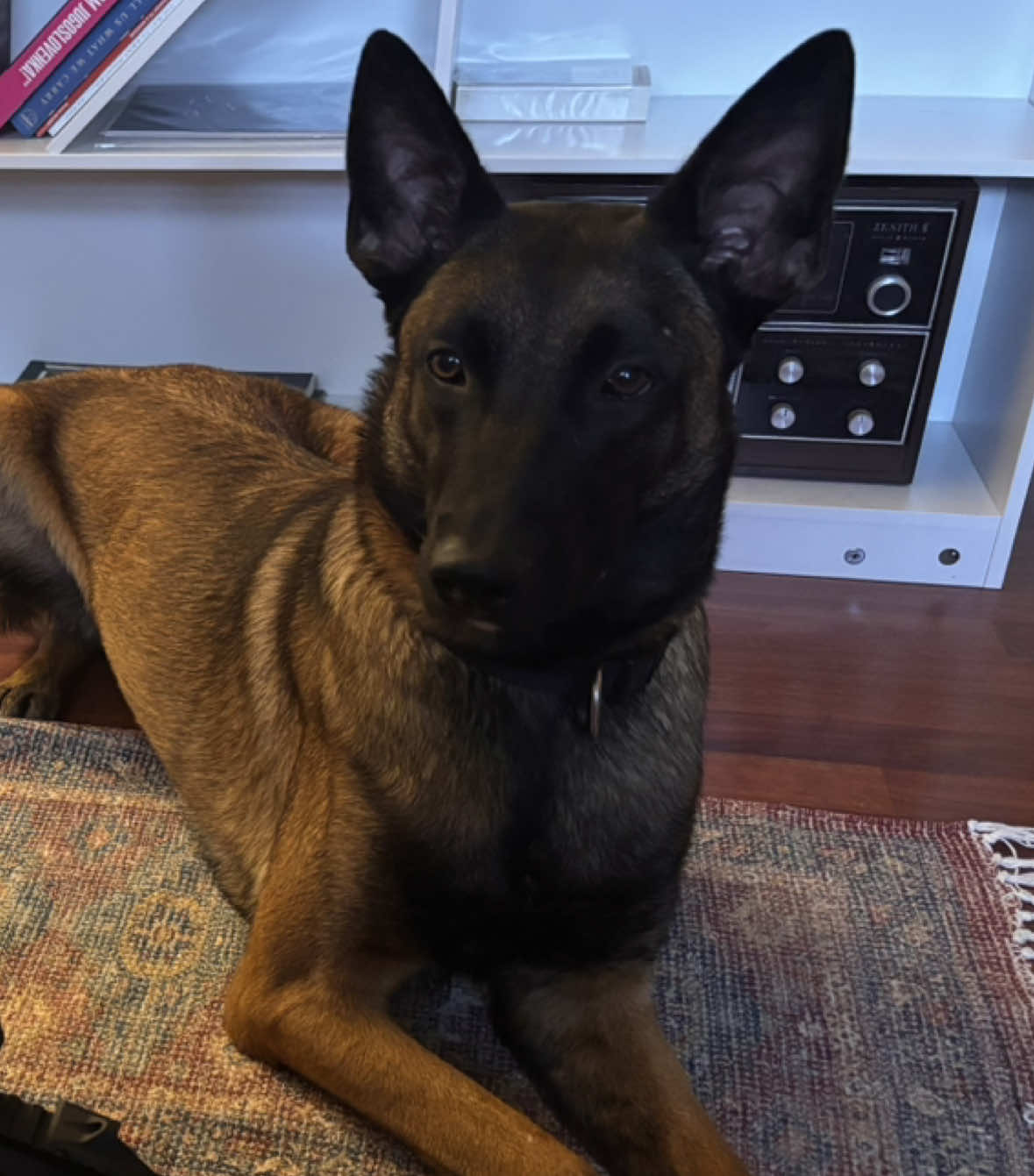 @Michigan_Malinois_1817