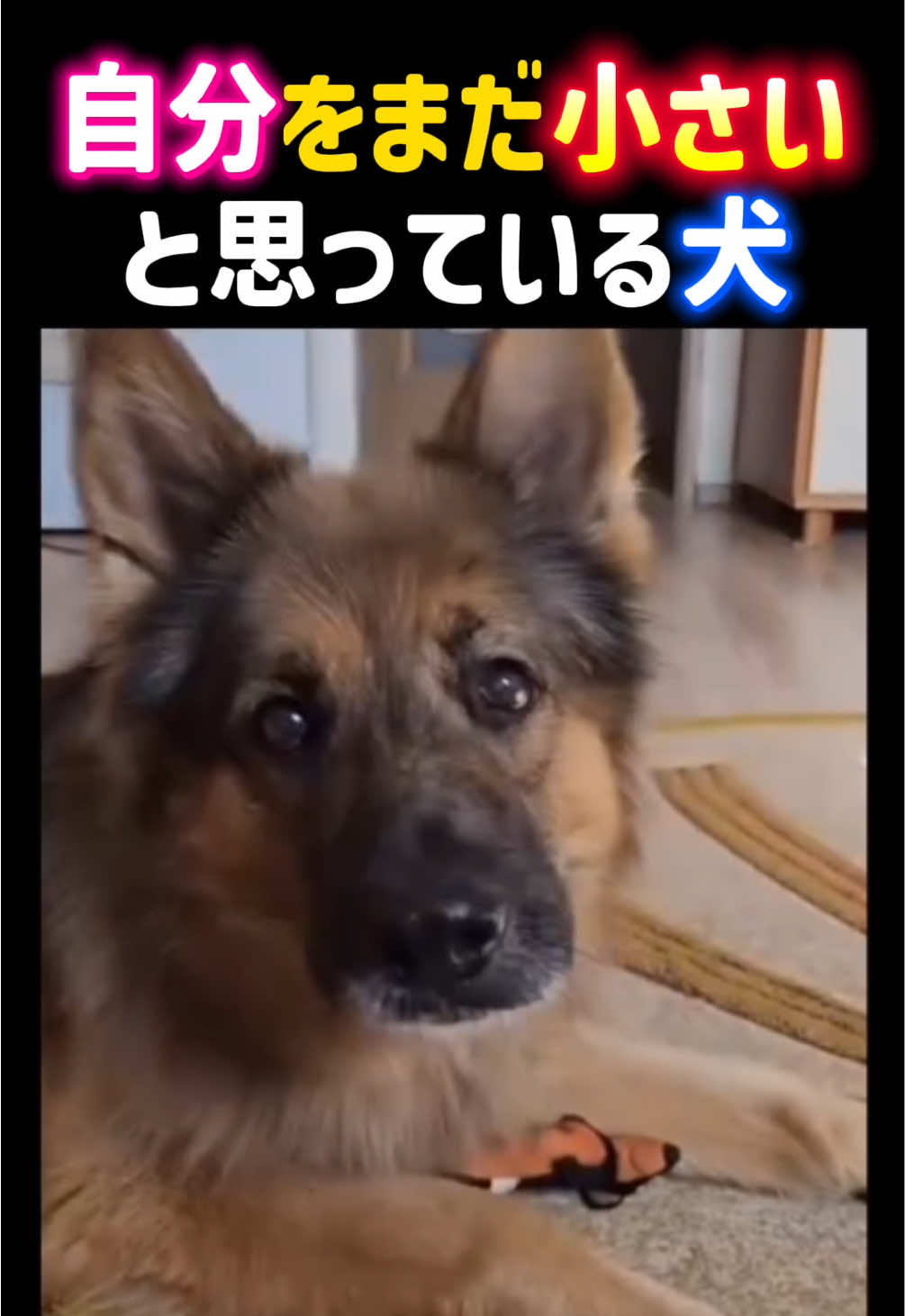 @動物癒し動画♡ animal cute