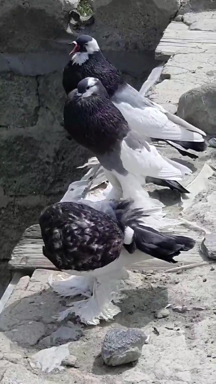 @quality.birds.ajk