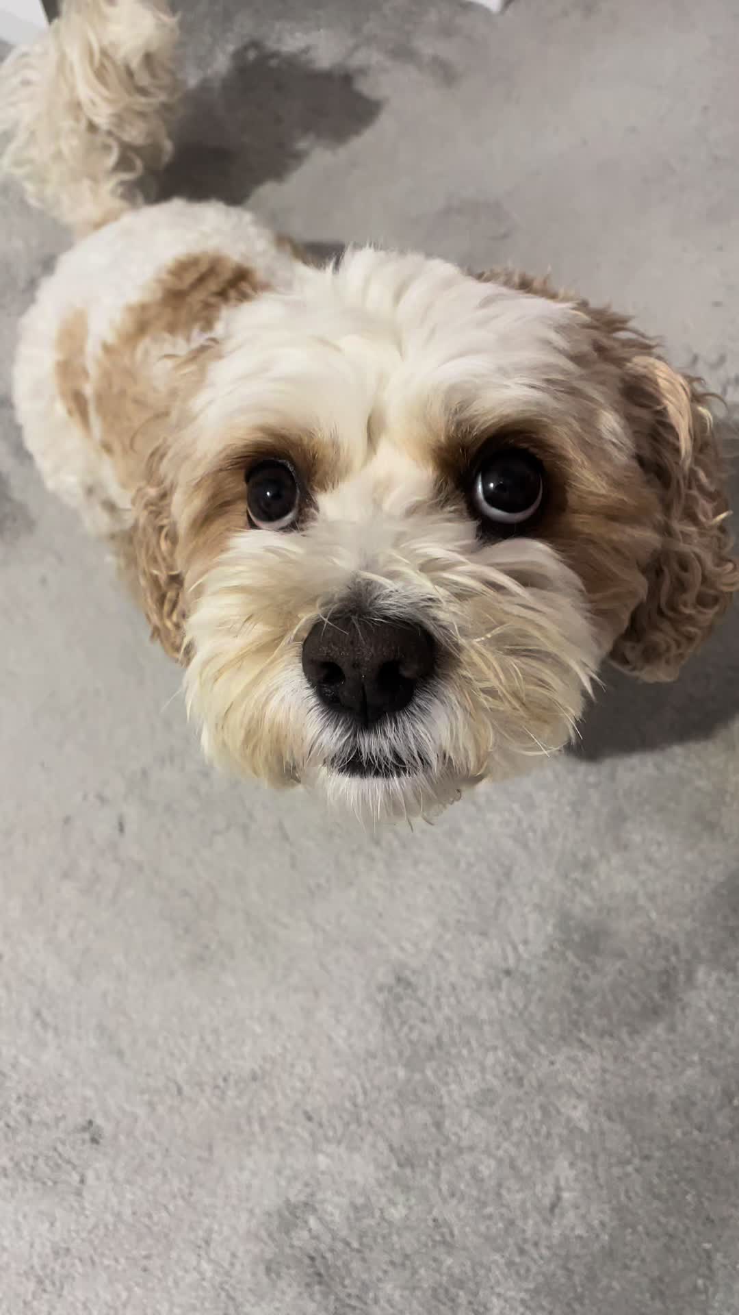 @My Cavachon