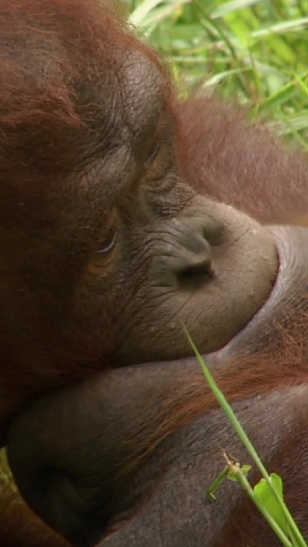 @Animal Planet