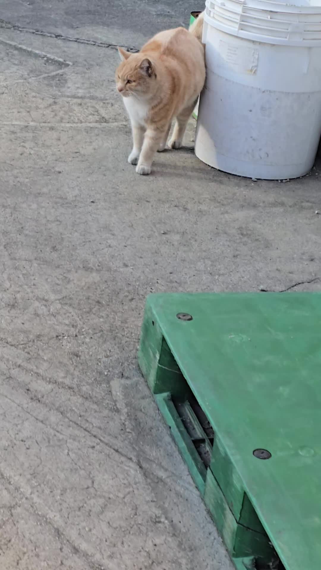@고양이 형아