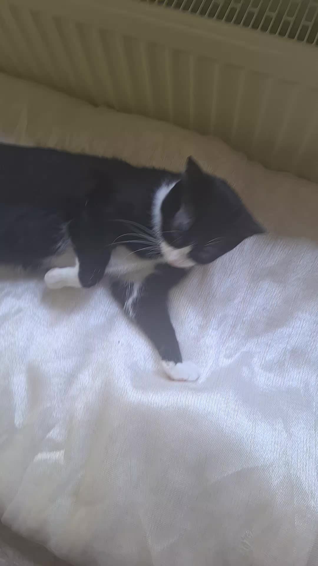 @lilythecat