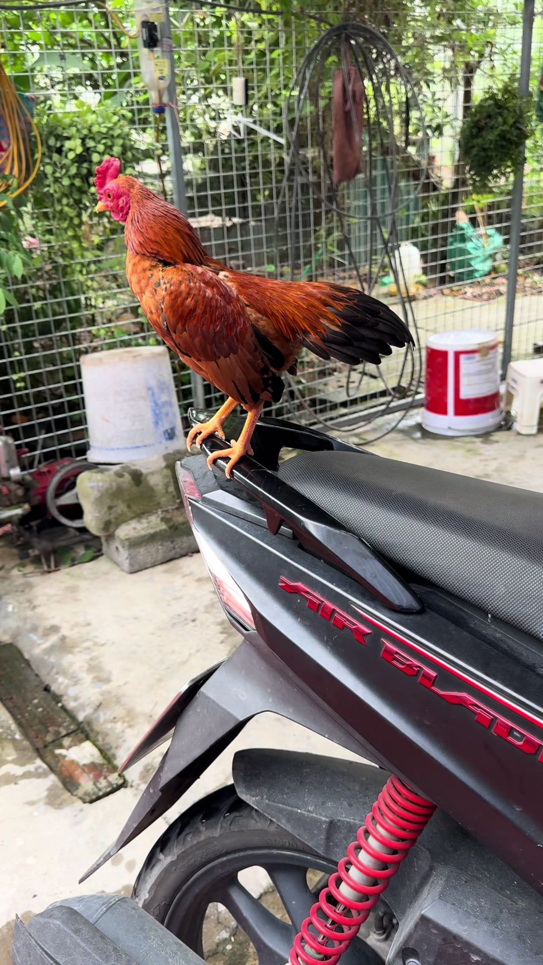 @Eddy Hoàng Gà Tre Bắc Cộc