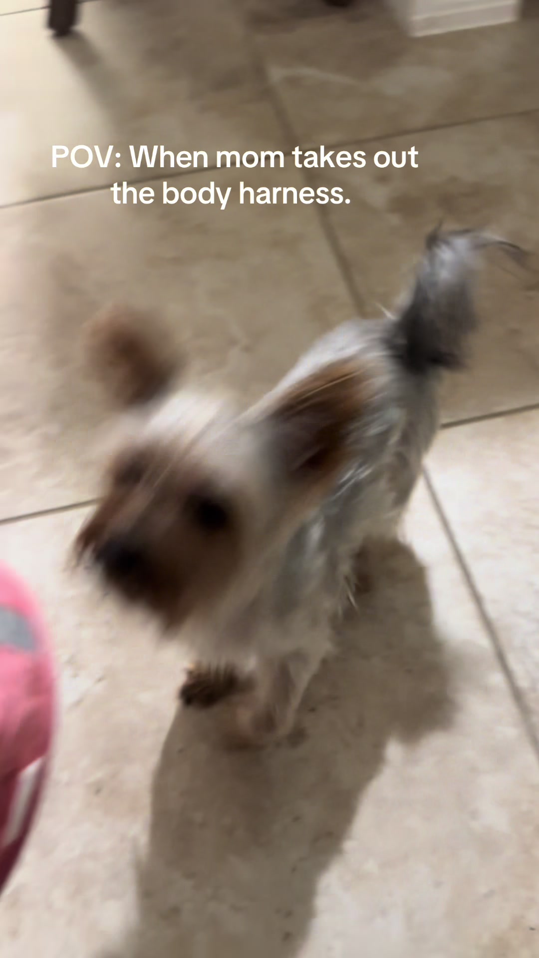 @Penny the Yorkie
