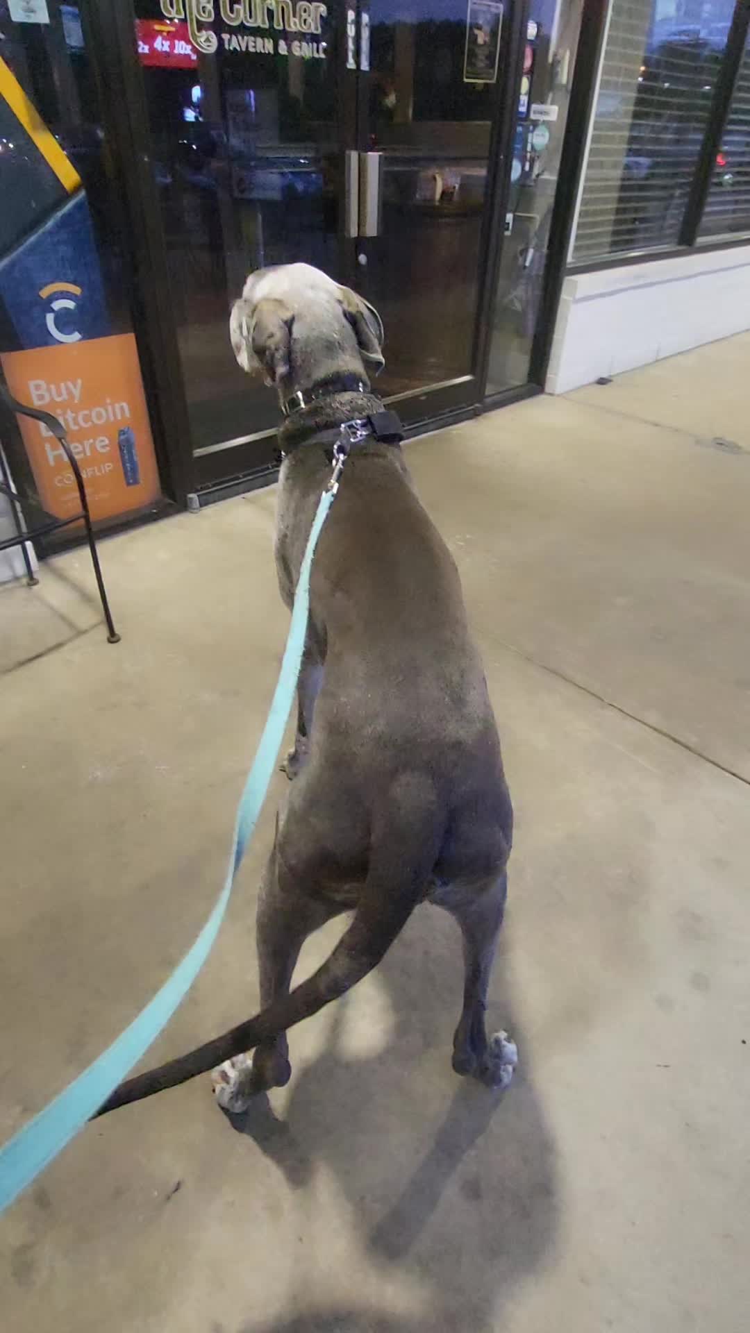 @Dane Mom Life | Big Funny Dog