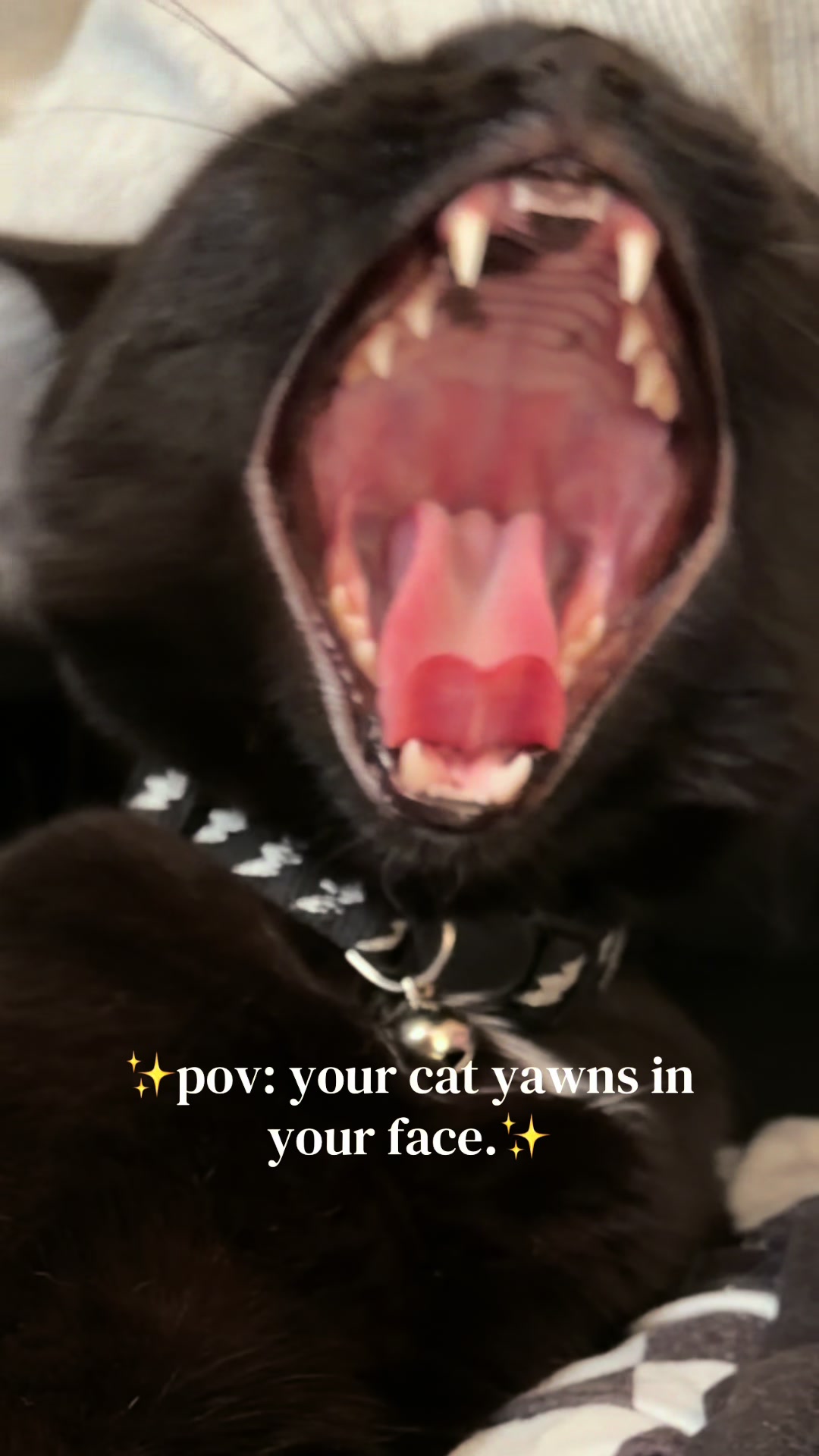 @C 🖤