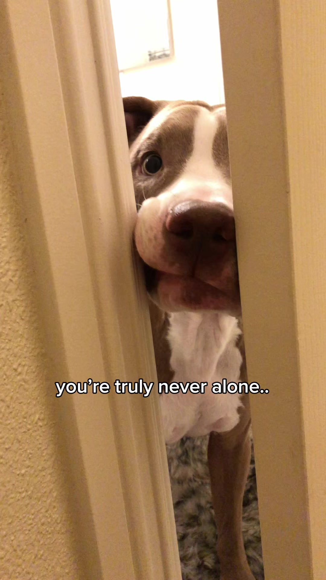 @@knight_thepit